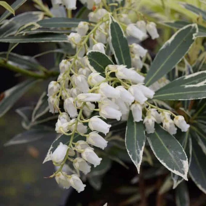 Pieris 'Flaming Silver' 15-20 cm